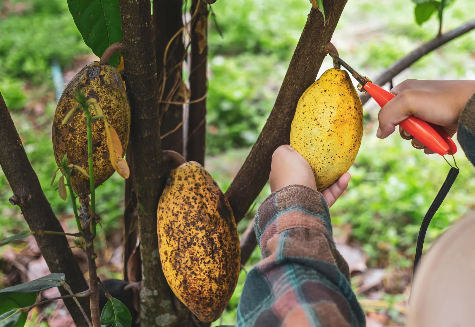Hand-harvesting a mature cacao pod