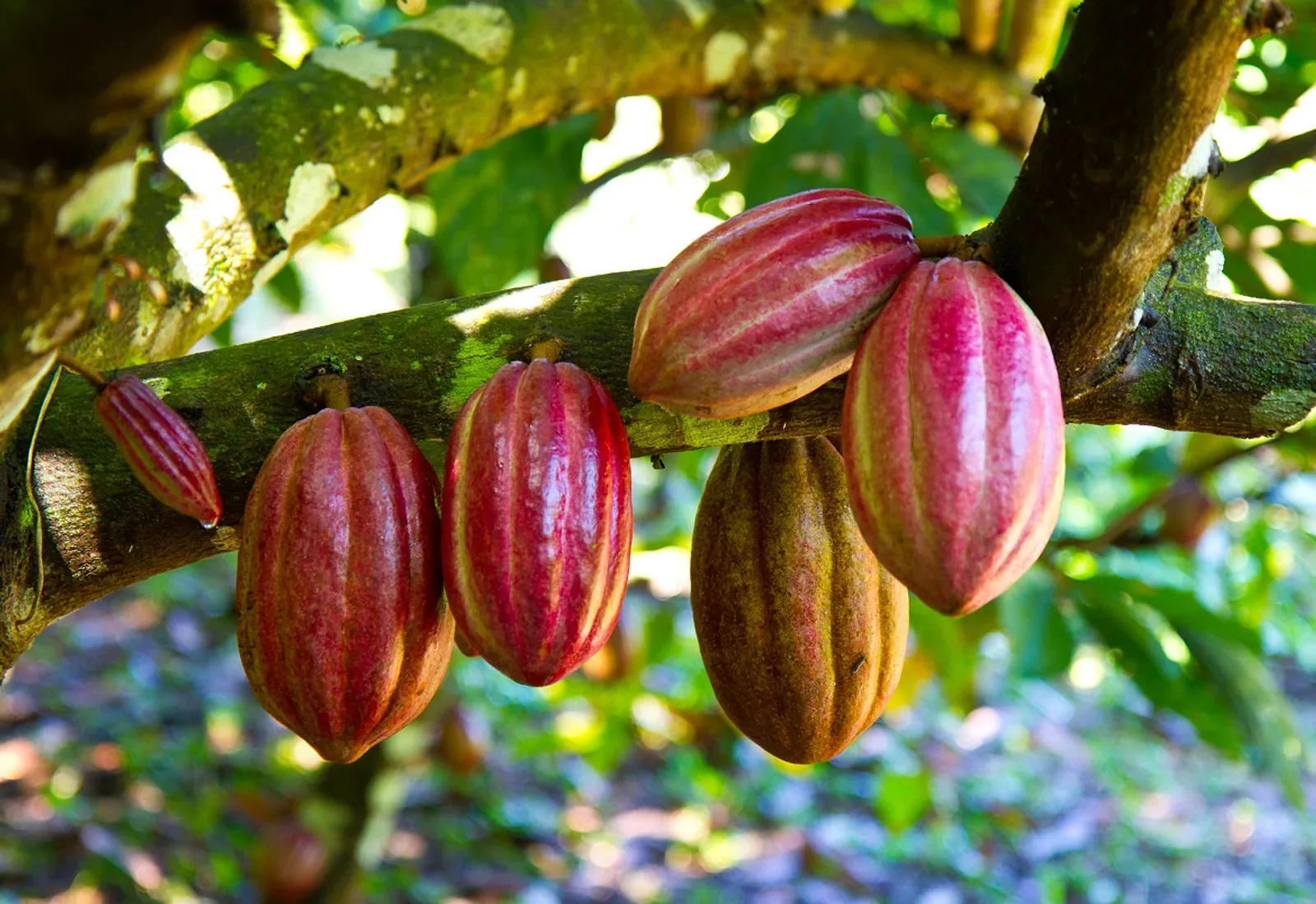 Ripe cacao pods on the tree in an Indonesian growing region