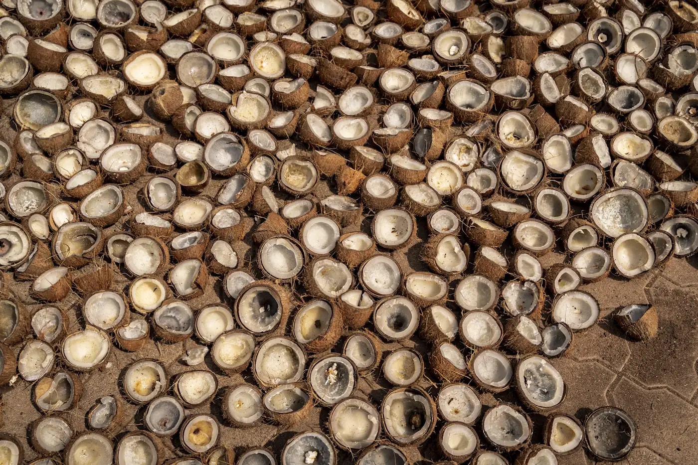 Sun-dried copra — halved coconut kernels drying