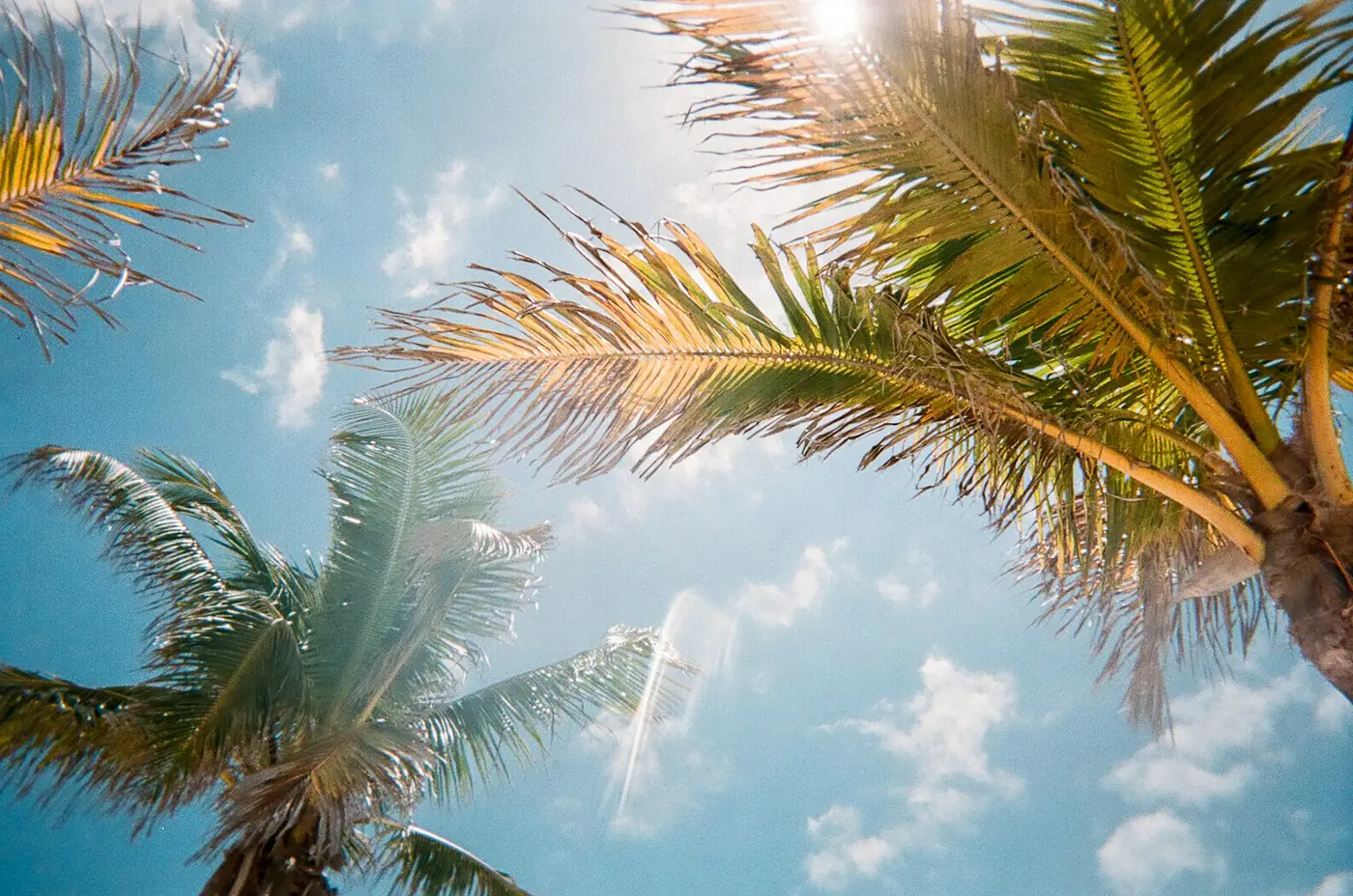 Coconut palms in Indonesia's coconut belt